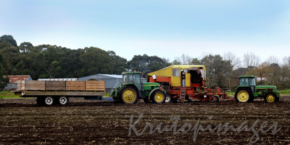 farming-harvesting potatoes and boxing in the field-south eastern Victoria