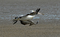 pelican lifts off from the low tide shoreline-Tooradin