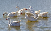 A flock of white geese on a lake
