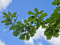Acorn tree-Oak Wilson Botanic