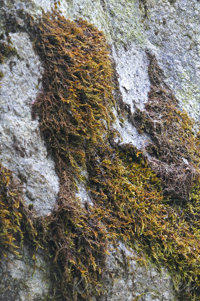 Mt Buffalo region moss growns on the rockys along a bush track