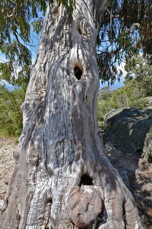 Snow Gum -weathered and full of character -Alpine region Mt Buffalo