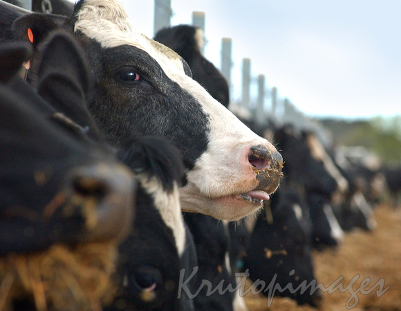 dairy cattle at the feeding gates.