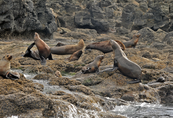 Seals at Seal Rocks Phillip Island