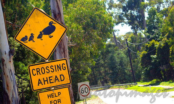 wildlife signage on the side of the road in country Victoria