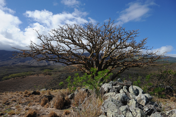Hawaai Ohau-generic vegetation on the volcanic terrain.