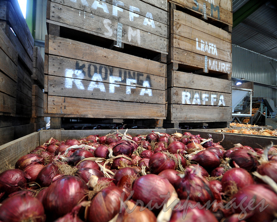 red onions for market Raffa Fields