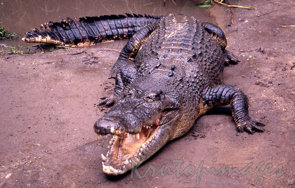 Saltwater crocodile-muddy and mean-sc
