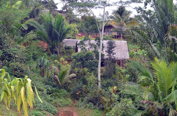 Papua New Guinea Hulli Farm