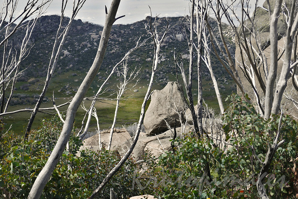 Rocky outcrop dead vegetation  on the Alpine road to Mt Buffalo