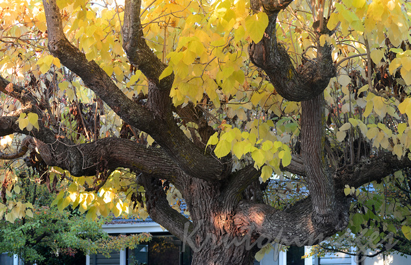 Bright-Victoria, a beautiful mature garden tree during early autumn