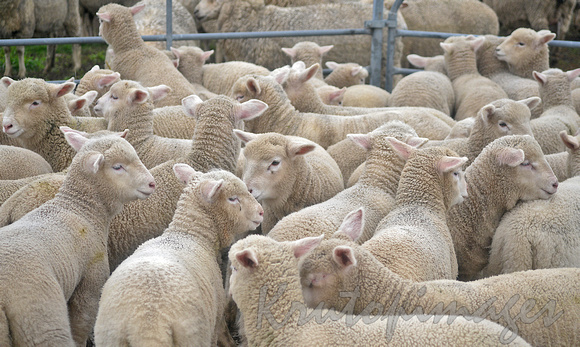 Lambs in a enclosure separated from the flock
