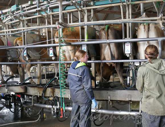 Rotary milking-workers at the milk rotary stations