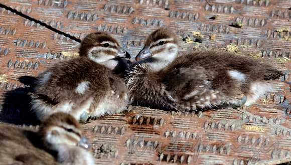 Ducklings nestle together on the warm metal landing