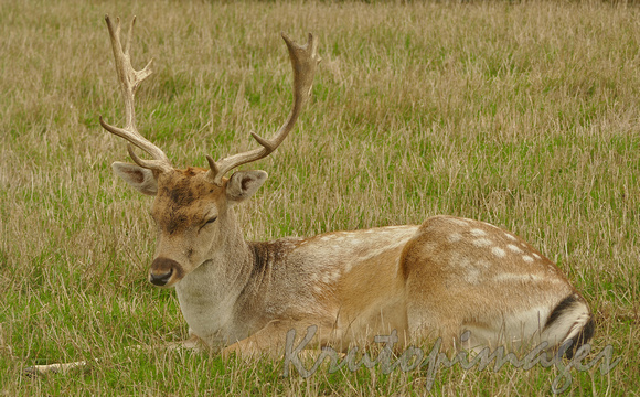 mature deer resting in an open paddock