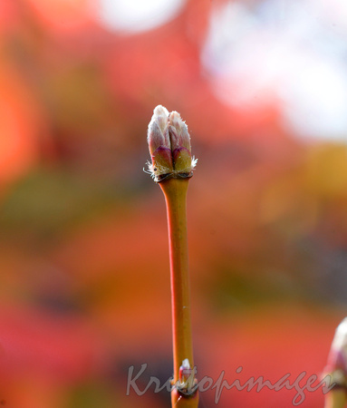 Autumn colours surround a new bud on a Japanese Maple tree