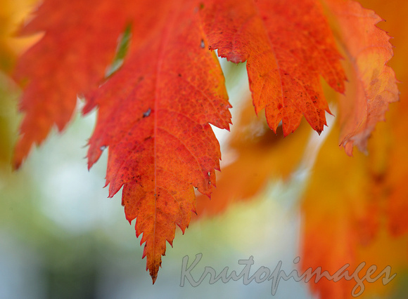 Autumn leaf on a Japanese Maple tree