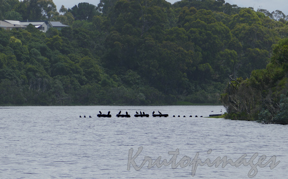 water birds gather on a derelict jetty in the Gippsland Lakes Victoria