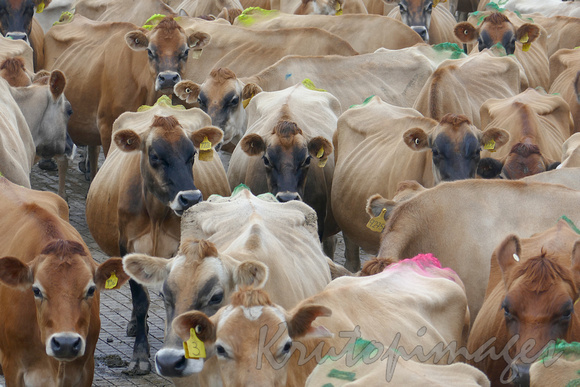 Jersey cows herd in the milking yard