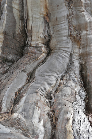 tree root detail in the alpine region -Victoria