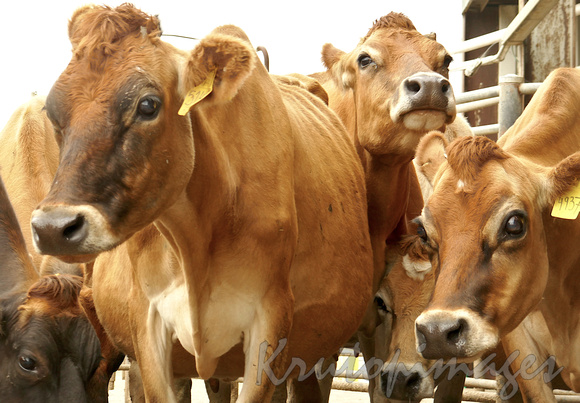 Jersey cows in the milking yards