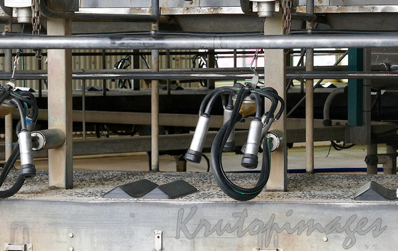 Dairy industry-rotary milking machinery showing udder pump agear attached to the rotary unit