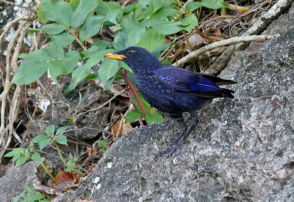 Blue whistling thrush -found throughout Asia & China, known for it's loud human type whistling
