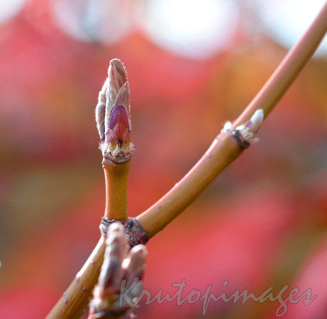 A new bud on the branches of a Japanes Maple during autumn