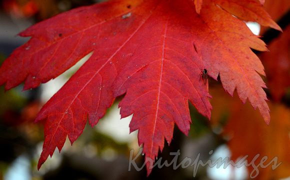 bug rests on a maple leaf in autumn