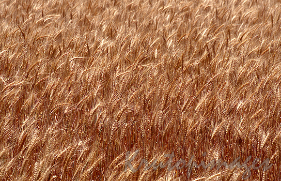 wheat crop detail in the field-Victorian wheat belt