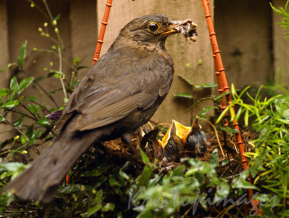Blackbird feeding young in suburban backyard