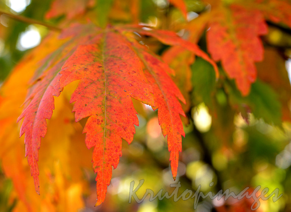 Autumn colours of a Japanese Maple