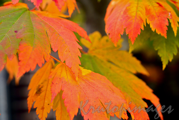 Autumn colours on a Japanese Maple