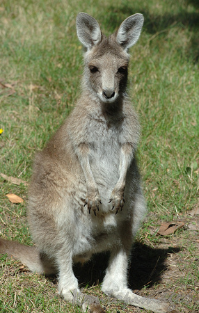kangaroo-Baby Kangaroo or Joey being inquisitive -Healesville Victoria