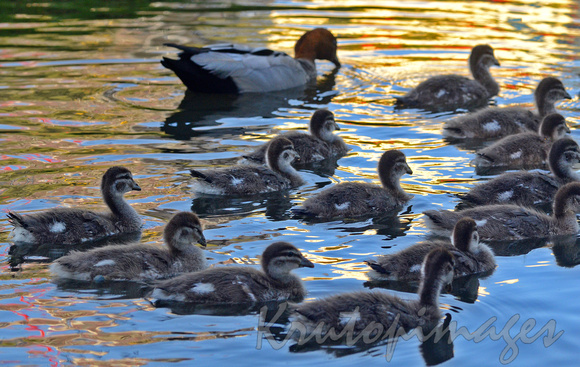 Duck and ducklings in water