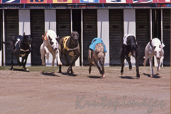 Greyhound racing-showing the start of a city race