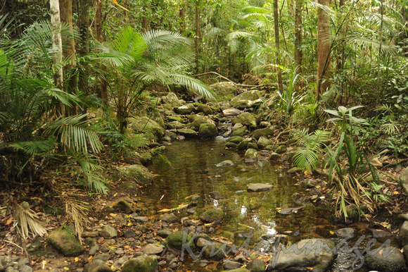 Temperate rainforest central highlands Victoria
