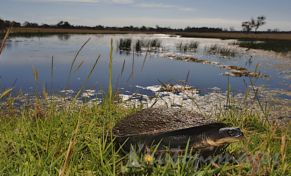 small turtles meanders on the bank of a lake in Gippsland Victoria