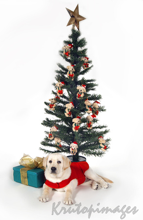 Labrador puppy in front of doggy decorated Christmas tree looking at camera