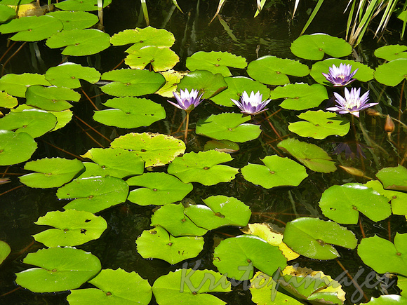 Lillies in a pond surrounded by Lily pads