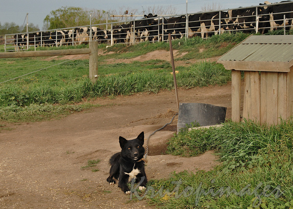 Cattle dog at the milking sheds