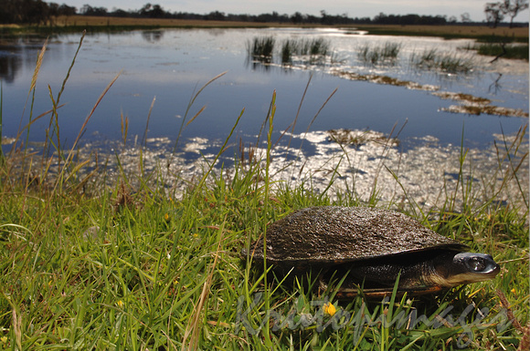 Turtle wanders the banks of a Gippsland lake