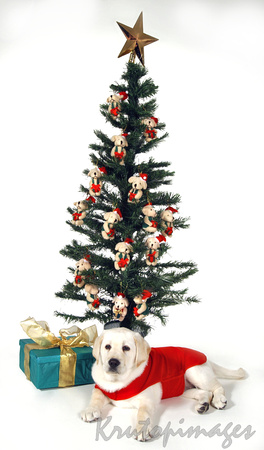 Labrador puppy in front of doggy decorated Christmas tree