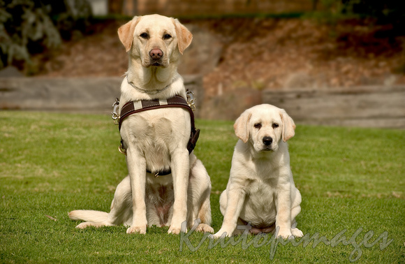 mature Guide Dog and a trainee labrador puppy.