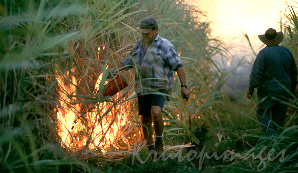 Fire- burning sugar Cane in Nth Queensland.