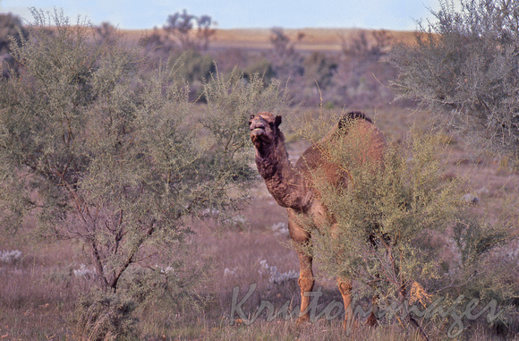 Wild camel in outback Australia Northern Territory-sc