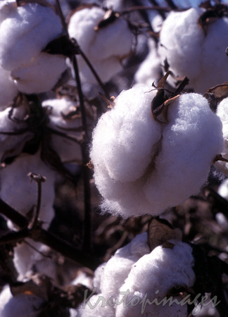 cotton plants in the field
