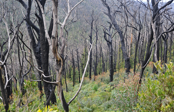 environment-foggy atmosphere after bushfires