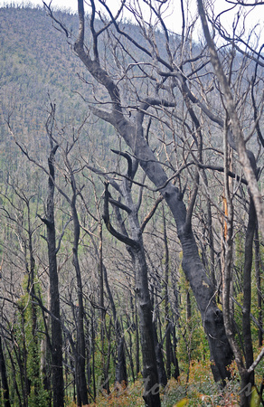 bushfires- Kinglake bushfires aftermath