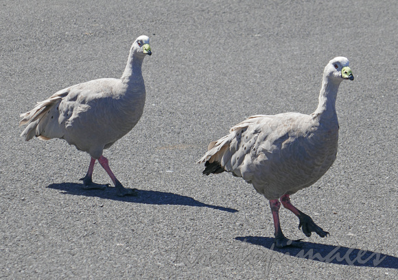 Cape Barren Geese in carpark area Phillip Island